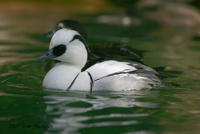 Smew