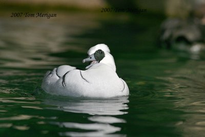 Smew