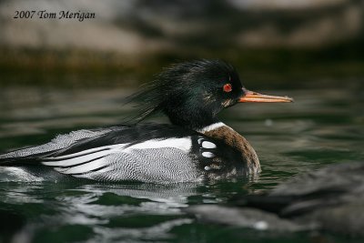 Red-Breasted Merganser