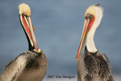 Brown Pelicans meeting