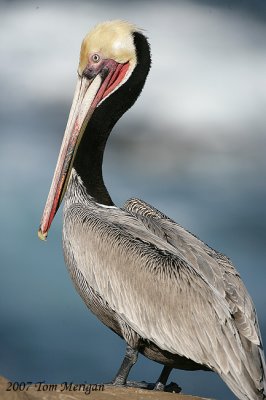 Brown Pelican