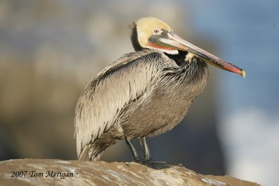 Brown Pelican