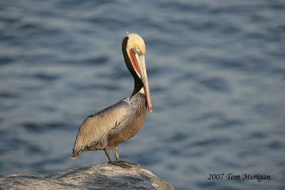 Brown Pelican