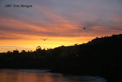 La Jolla Cove at dawn with gulls