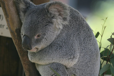 Queenland Koala