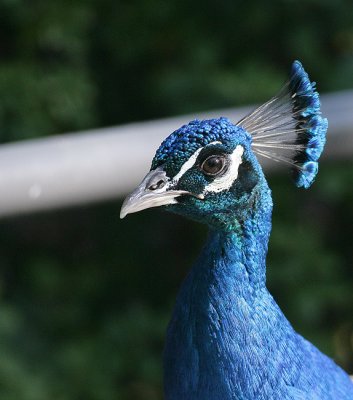 Peacock