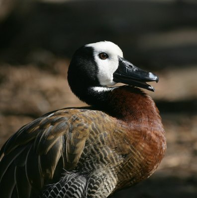 Whte-faced Whisling Duck