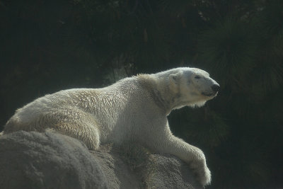 Polar Bear
