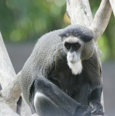 DeBrazza's Guenon