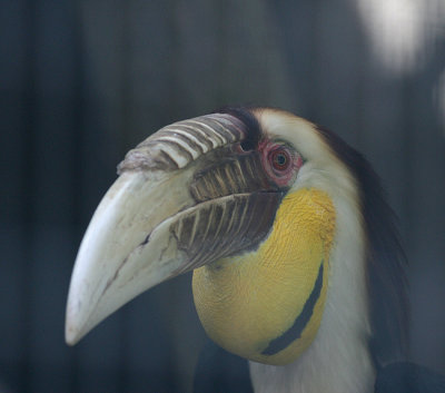 Wreathed Hornbill