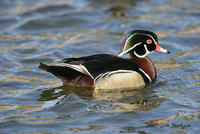 Wood Duck,male