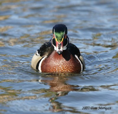 Wood Duck,male