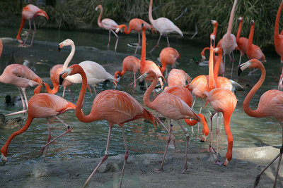 Carribean Flamingos