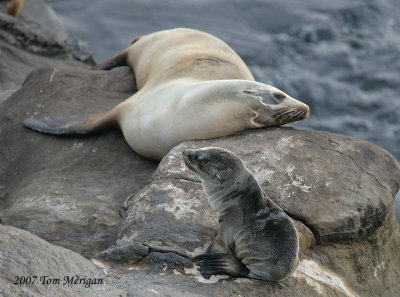 California Sea Lion baby and Mom