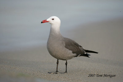 Heermanm's Gull,winter breeding