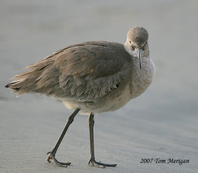 Willet