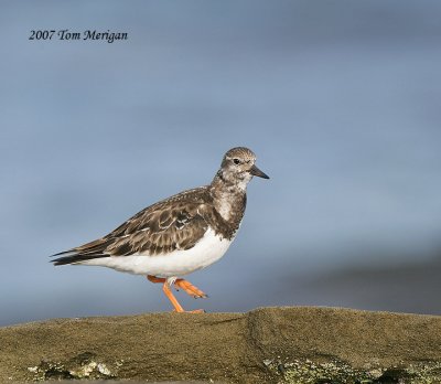 Ruddy Turnstone