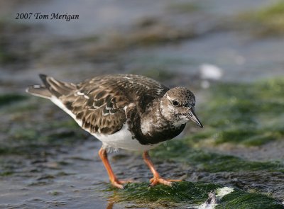 Ruddy Turnstones