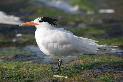 Royal Tern