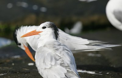 Royal Tern