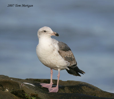 Western Gull,second year