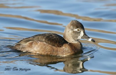 Ring-necked Duck,female