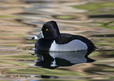 Ring-necked Duck,male