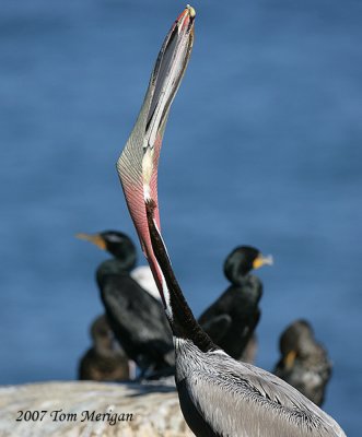 5.Another Brown Pelican does an impossible upword mouth closure