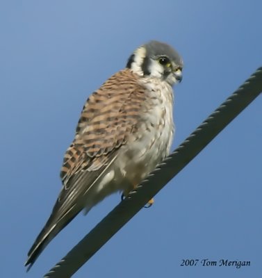 American Kestral,male