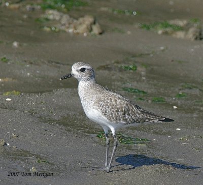 Black-bellied Plover in nonbreeding plumage