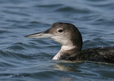 Commom Loon,nonbreeding plumage