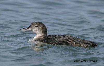 Commom Loon,nonbreeding