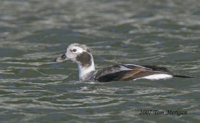 Long-tailed Duck,female winter