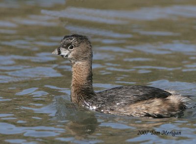 Pied-billed Grebe in full breeding plumage