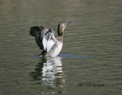 Canvasback.female takes a bow