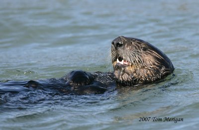 Sea Otter