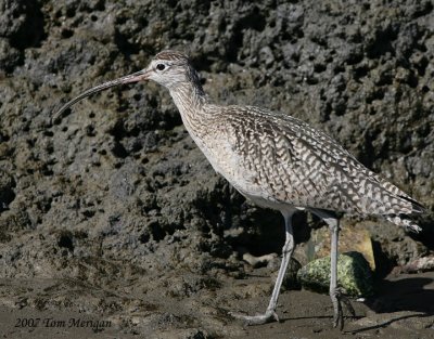 Long-billed Curlew