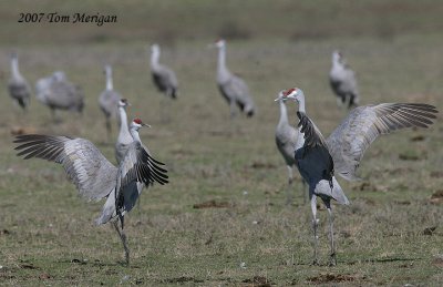 Sandhill Cranes Dancing
