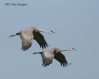 Sand hill Cranes in flight