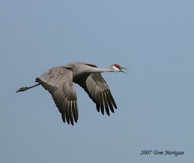 Sandhill Crane vocalizing in flight