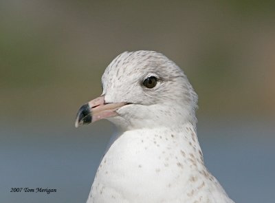 Ring-billed Gull