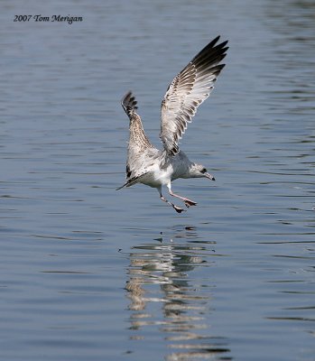 Ring-billed Gull