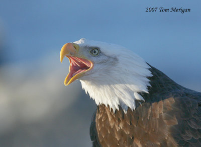 Bald Eagle