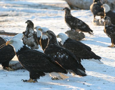 Eagles gather at dawn with the dark mottled ones being juveniles
