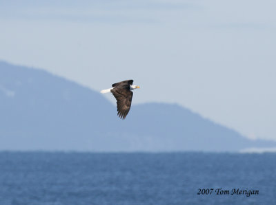 Flying in from the north