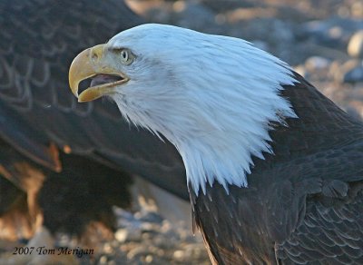 Bald Eagle,backlit