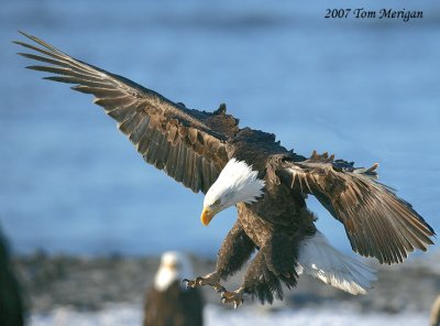 Bald Eagle Landing