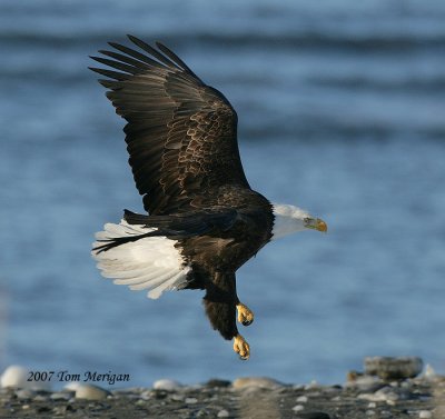 Bald eagle coming down