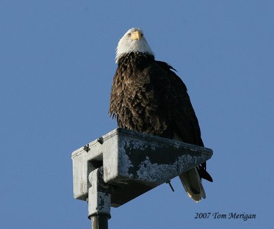 Watching from the light post