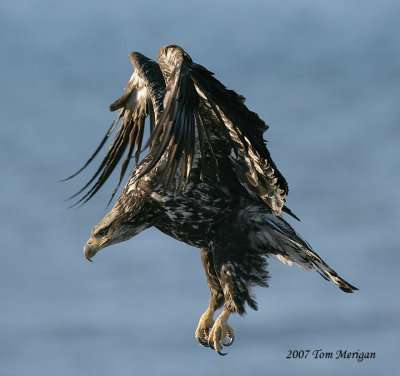 Bald Eagle,juvenile landing